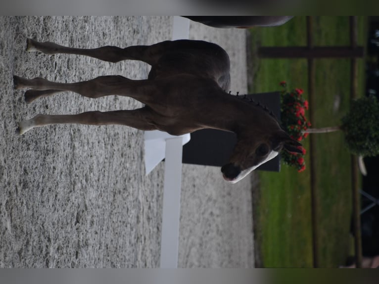 Mecklenburger Warmblut Hengst 1 Jahr 173 cm in R&#xF6;bel