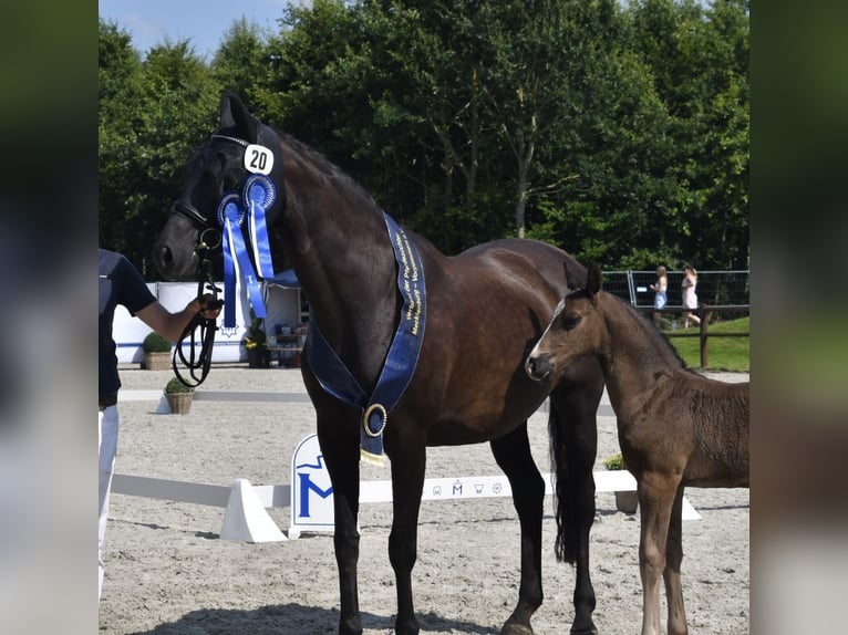 Mecklenburger Warmblut Hengst 1 Jahr 173 cm in R&#xF6;bel