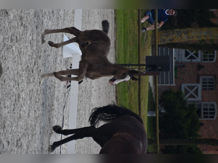 Mecklenburger Warmblut Hengst 1 Jahr 173 cm in R&#xF6;bel