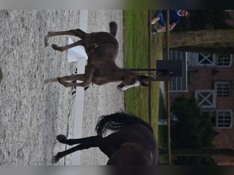 Mecklenburger Warmblut Hengst 1 Jahr 173 cm Rappe in Röbel