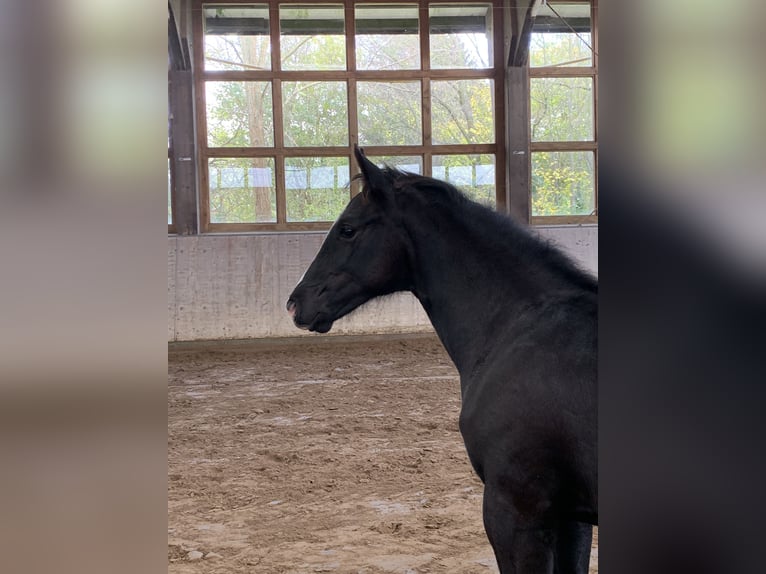 Mecklenburger Warmblut Hengst 1 Jahr 173 cm Rappe in Röbel