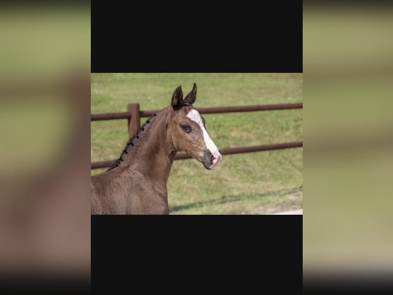 Mecklenburger Warmblut Hengst 1 Jahr 173 cm Rappe in Röbel