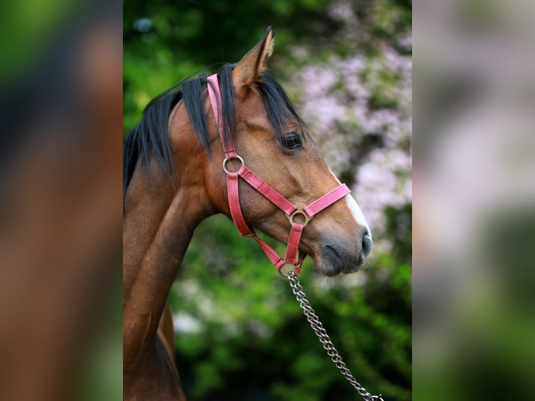Mecklenburger Warmblut Hengst 1 Jahr Brauner in Bobzin