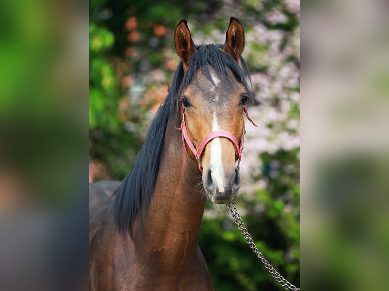 Mecklenburger Warmblut Hengst 1 Jahr Brauner in Bobzin