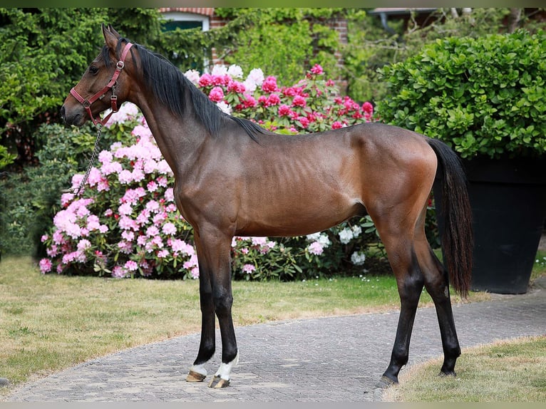 Mecklenburger Warmblut Hengst 1 Jahr Brauner in Bobzin