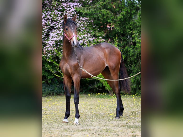 Mecklenburger Warmblut Hengst 1 Jahr Brauner in Bobzin