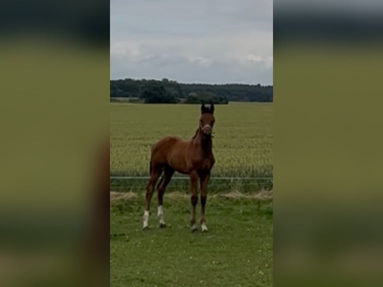 Mecklenburger Warmblut Hengst 1 Jahr Brauner in Wardow