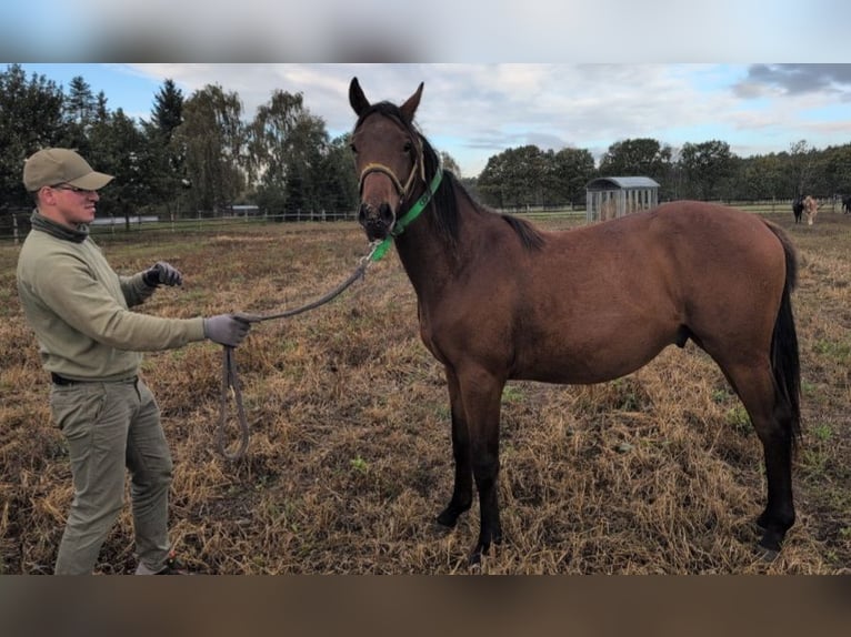 Mecklenburger Warmblut Hengst 1 Jahr Brauner in Redefin