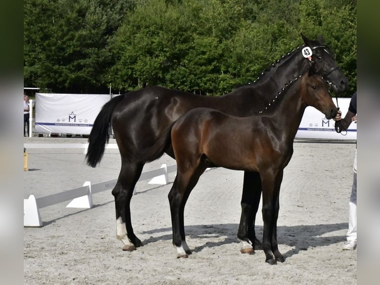 Mecklenburger Warmblut Hengst 1 Jahr Brauner in Penzlin