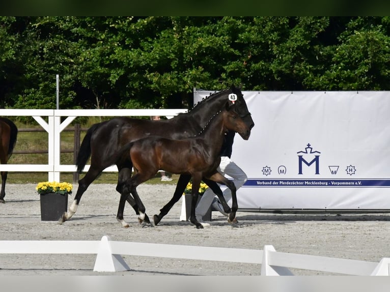 Mecklenburger Warmblut Hengst 1 Jahr Brauner in Penzlin