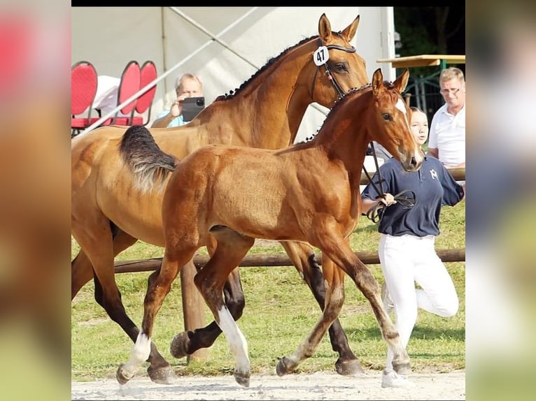 Mecklenburger Warmblut Hengst 1 Jahr Brauner in Walow