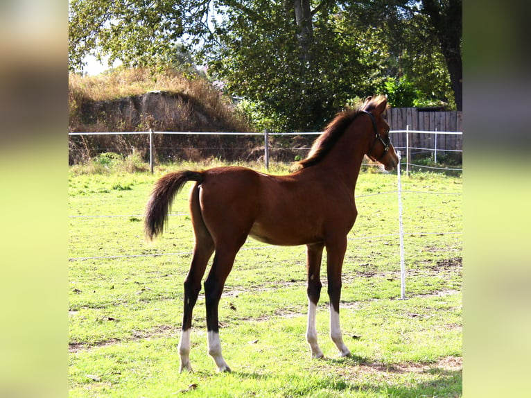 Mecklenburger Warmblut Hengst 1 Jahr Brauner in Zettemin