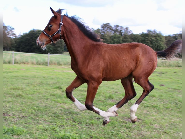 Mecklenburger Warmblut Hengst 1 Jahr Brauner in Zettemin