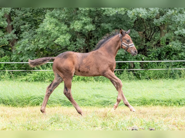 Mecklenburger Warmblut Hengst 1 Jahr Dunkelbrauner in Luckau + Redefin