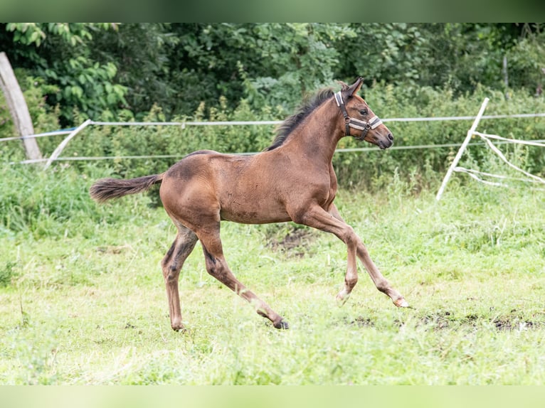 Mecklenburger Warmblut Hengst 1 Jahr Dunkelbrauner in Luckau + Redefin