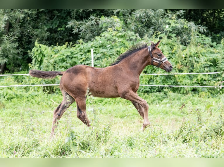 Mecklenburger Warmblut Hengst 1 Jahr Dunkelbrauner in Luckau + Redefin