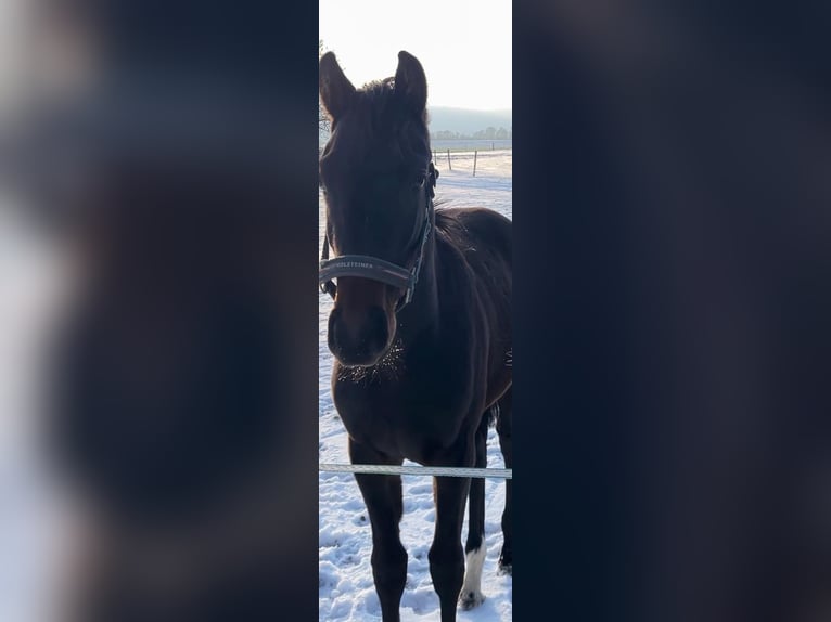 Mecklenburger Warmblut Hengst 1 Jahr Dunkelbrauner in Wardow