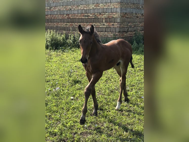 Mecklenburger Warmblut Hengst 1 Jahr Dunkelbrauner in Anklam
