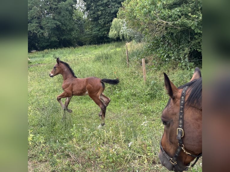 Mecklenburger Warmblut Hengst 1 Jahr Dunkelbrauner in Anklam