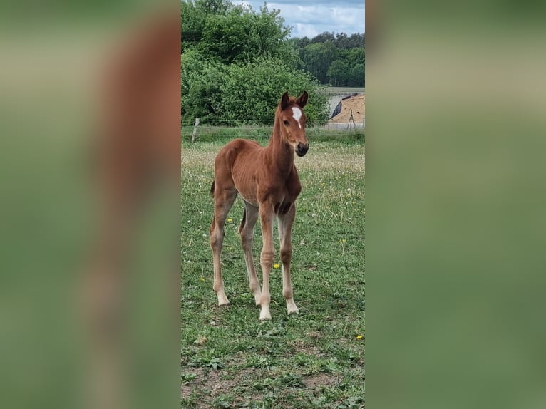 Mecklenburger Warmblut Hengst 1 Jahr Fuchs in Grimmen