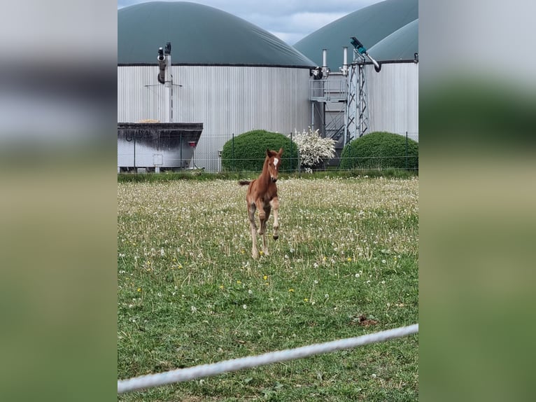 Mecklenburger Warmblut Hengst 1 Jahr Fuchs in Grimmen