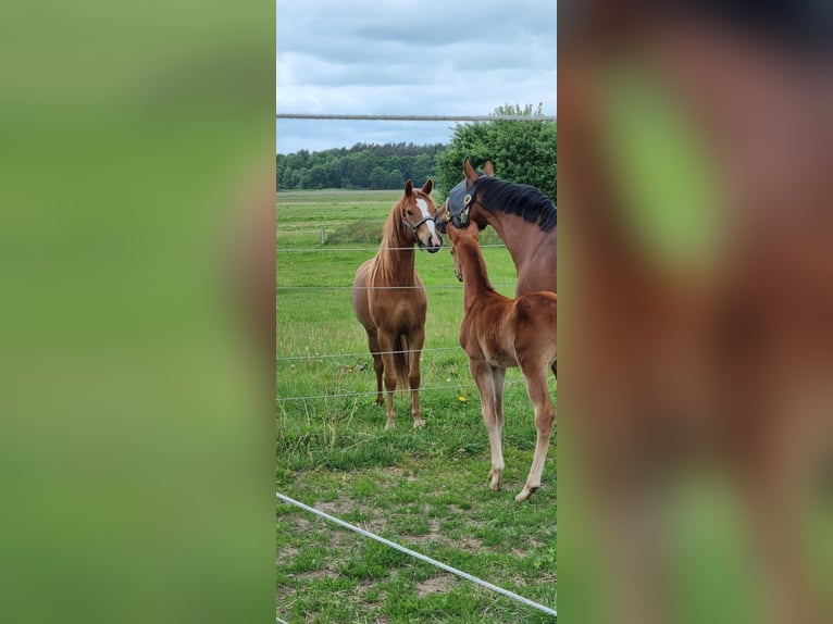 Mecklenburger Warmblut Hengst 1 Jahr Fuchs in Grimmen