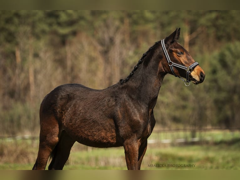 Mecklenburger Warmblut Hengst 1 Jahr Rotbrauner in Krawcowizna