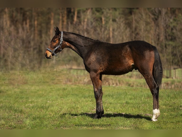 Mecklenburger Warmblut Hengst 1 Jahr Rotbrauner in Krawcowizna