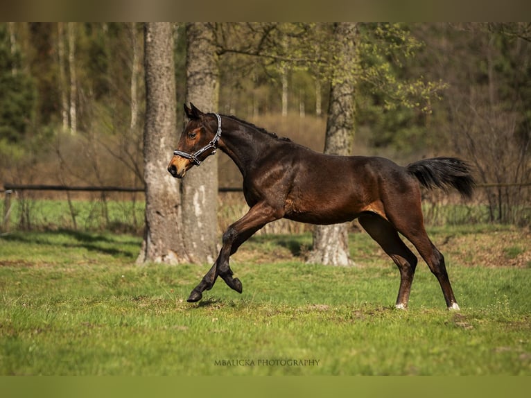 Mecklenburger Warmblut Hengst 1 Jahr Rotbrauner in Krawcowizna