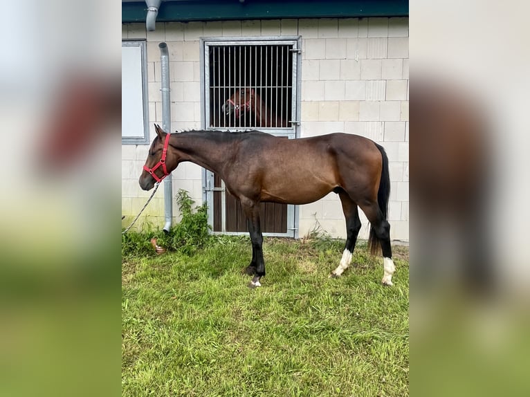 Mecklenburger Warmblut Hengst 2 Jahre 162 cm in Papenhagen