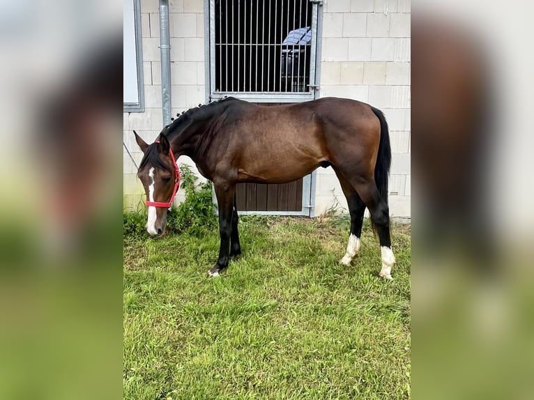 Mecklenburger Warmblut Hengst 2 Jahre 162 cm in Papenhagen
