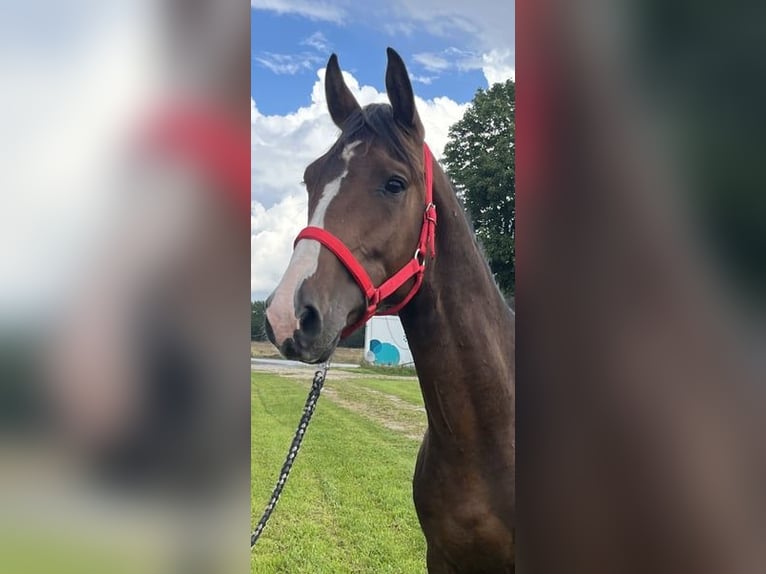 Mecklenburger Warmblut Hengst 2 Jahre 163 cm Dunkelbrauner in Papenhagen