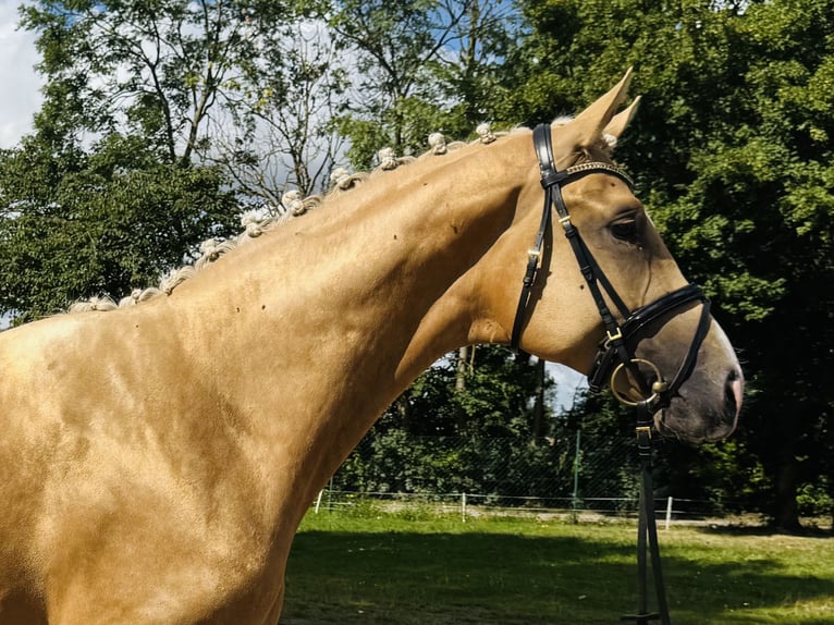 Mecklenburger Warmblut Hengst 2 Jahre 167 cm Palomino in Weitenhagen