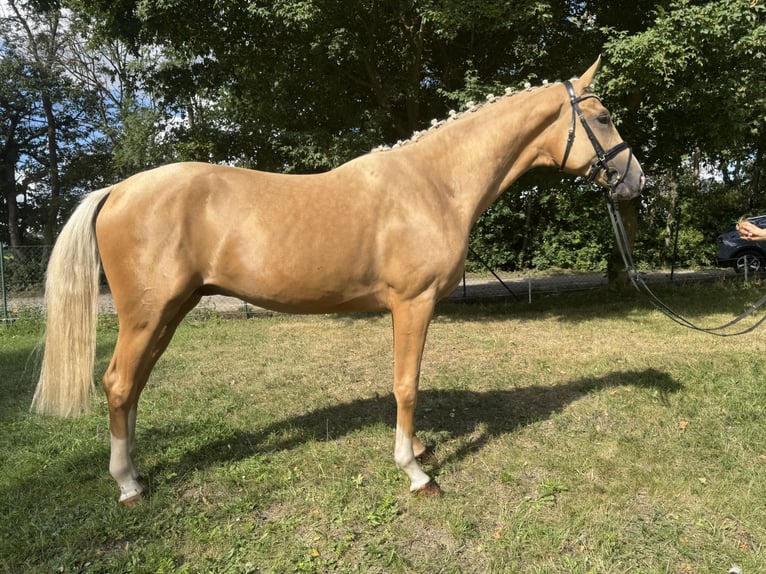 Mecklenburger Warmblut Hengst 2 Jahre 167 cm Palomino in Weitenhagen