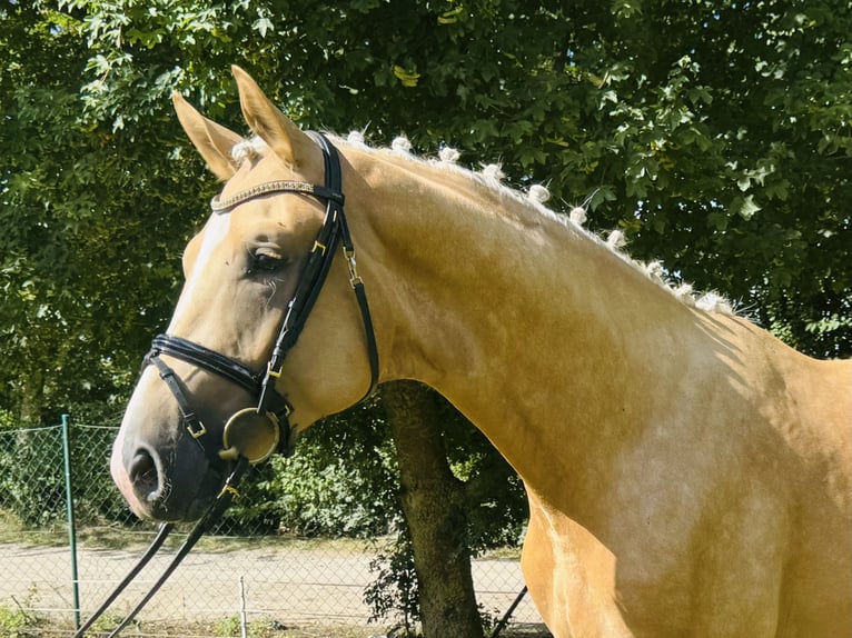 Mecklenburger Warmblut Hengst 2 Jahre 167 cm Palomino in Weitenhagen