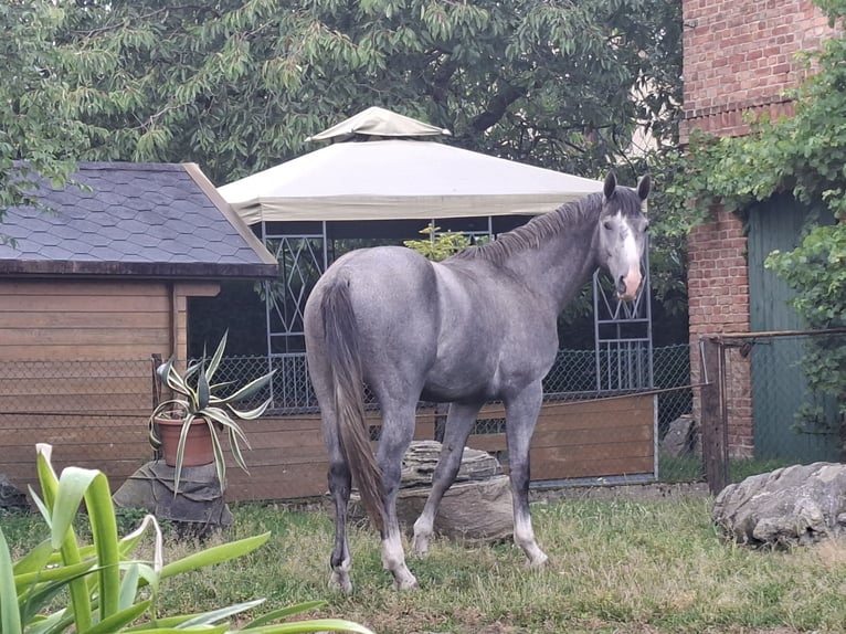 Mecklenburger Warmblut Hengst 2 Jahre 168 cm Schimmel in Völschow