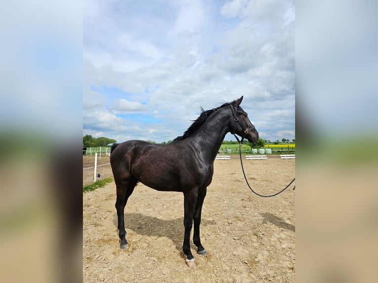 Mecklenburger Warmblut Hengst 2 Jahre 169 cm Rappe in Gudow