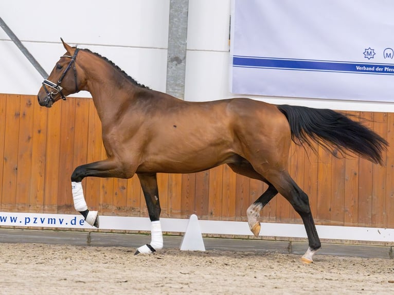 Mecklenburger Warmblut Hengst 2 Jahre Brauner in Rostock