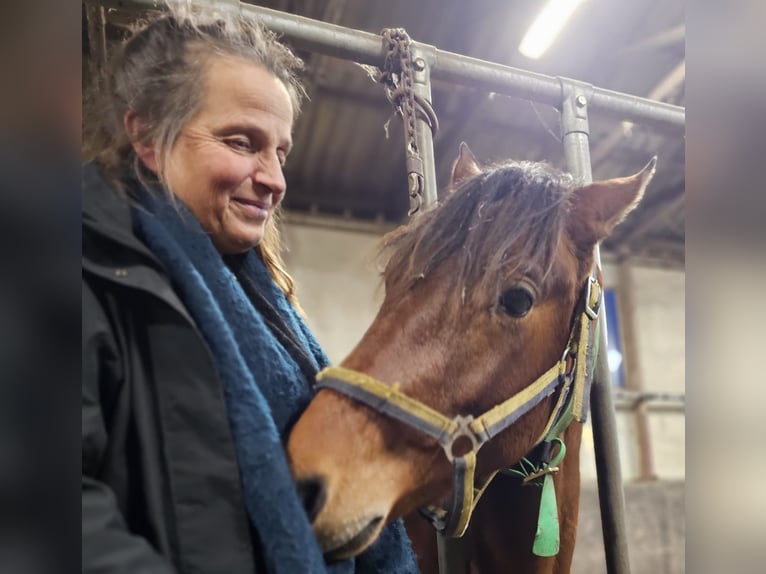 Mecklenburger Warmblut Hengst 2 Jahre Brauner in Redefin