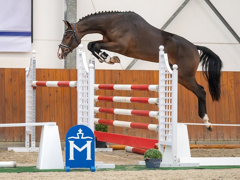 Mecklenburger Warmblut Hengst 2 Jahre Brauner in Rostock