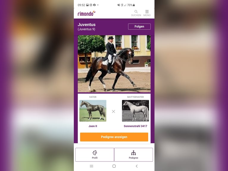 Mecklenburger Warmblut Hengst 2 Jahre Brauner in Luckau