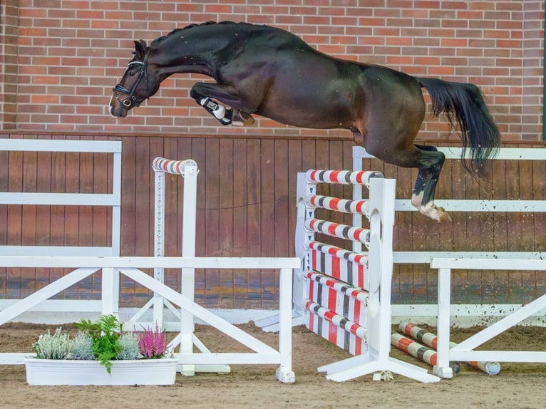 Mecklenburger Warmblut Hengst 2 Jahre Dunkelbrauner in Rostock