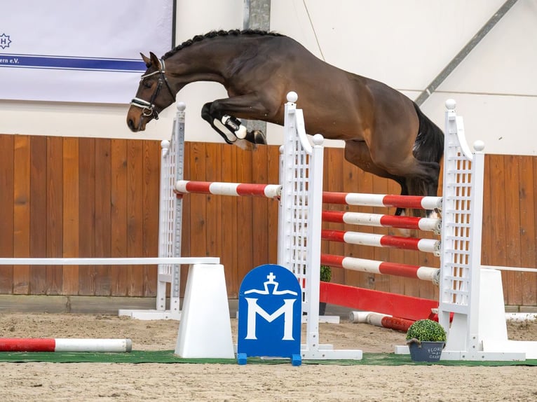 Mecklenburger Warmblut Hengst 2 Jahre Dunkelbrauner in Rostock