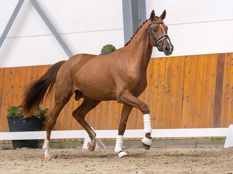 Mecklenburger Warmblut Hengst 2 Jahre Fuchs in Rostock