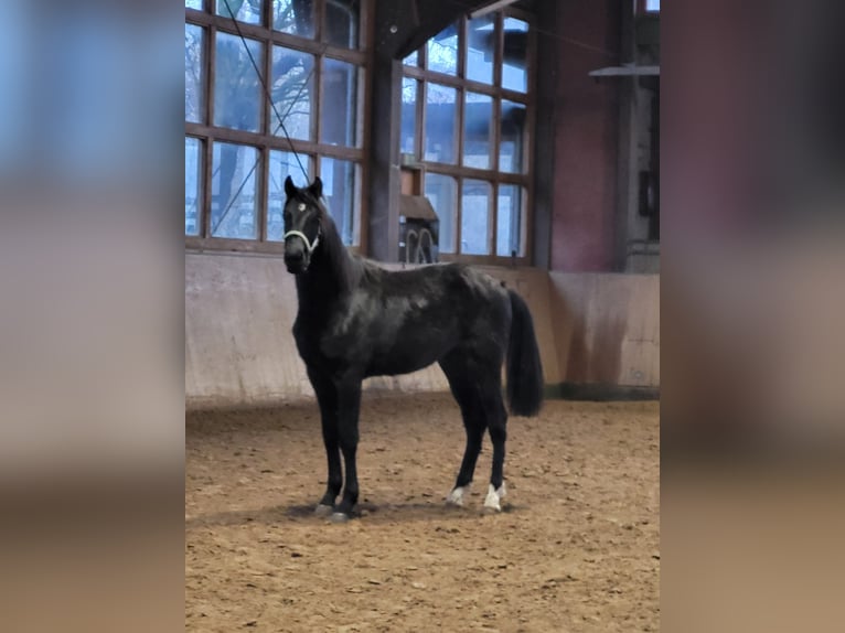 Mecklenburger Warmblut Hengst 2 Jahre Rappe in Ludorf