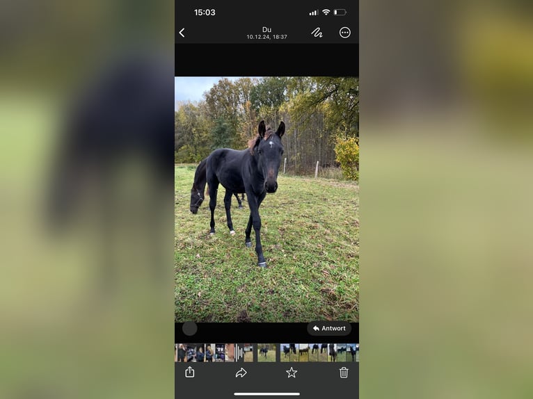 Mecklenburger Warmblut Hengst 2 Jahre Rappe in Neu Krenzlin