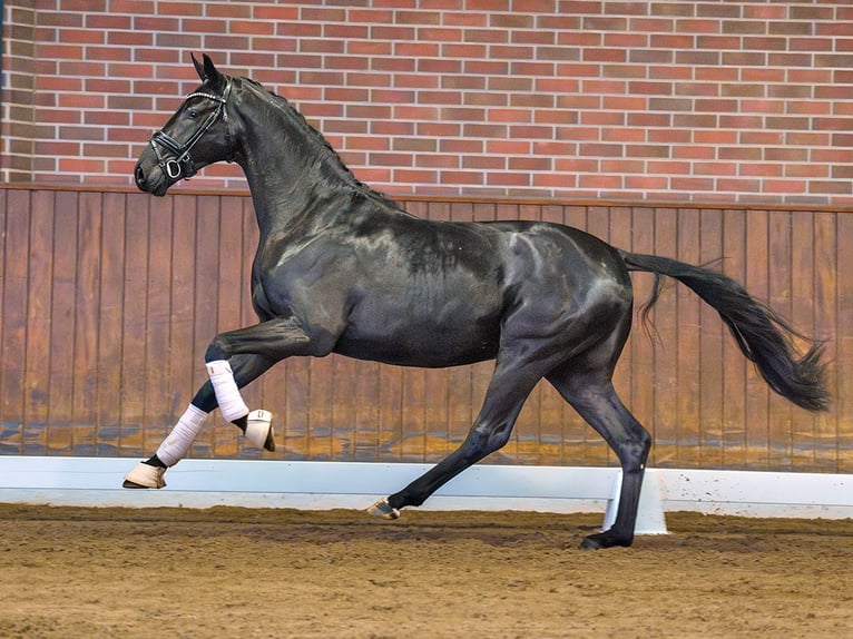 Mecklenburger Warmblut Hengst 2 Jahre Rappe in Rostock