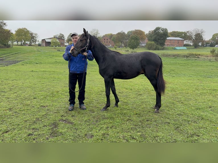 Mecklenburger Warmblut Hengst 2 Jahre Schwarzbrauner in Samtens, OT Berglase