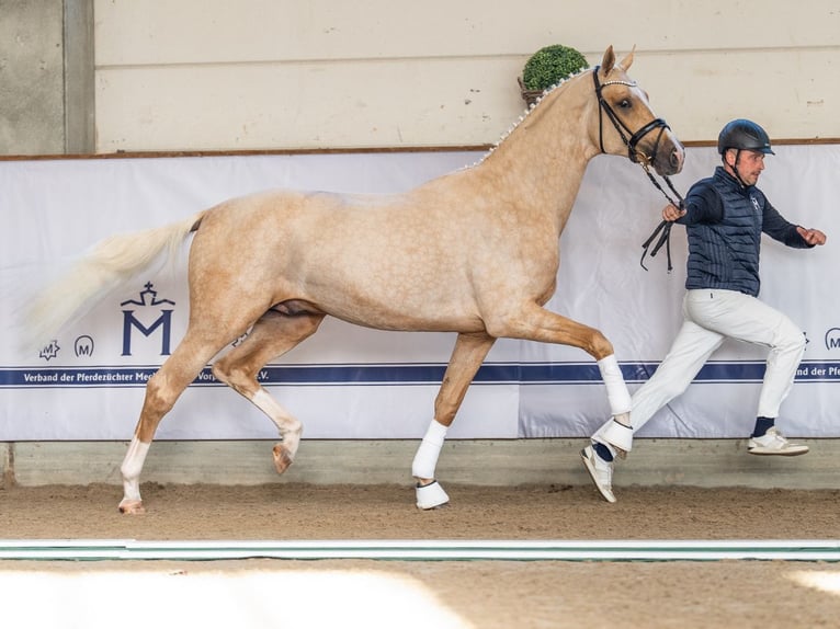 Mecklenburger Warmblut Hengst 3 Jahre 168 cm Palomino in Redefin