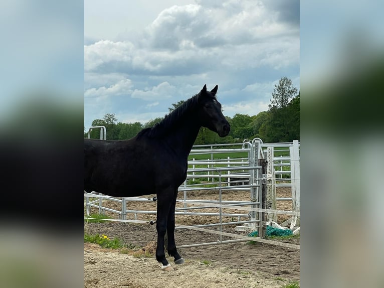 Mecklenburger Warmblut Hengst 3 Jahre 169 cm Rappe in Gudow